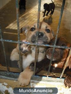 cachorro su carita tierna mirando por los barrotes esperando su muerte