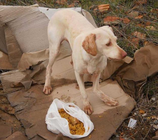 Cachorrón en peligro en un polígono industrial‏