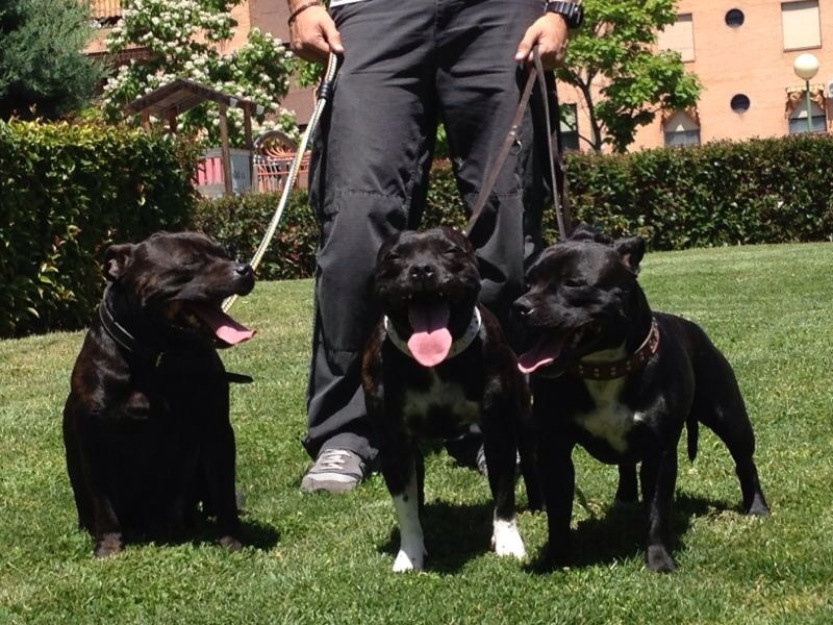 Cachorros de staffordshire bull terrier. Excelente pedegree!!