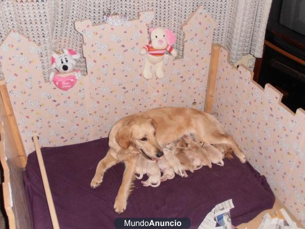 Cachorros Golden Retrievers muy especiales. Ver webcam