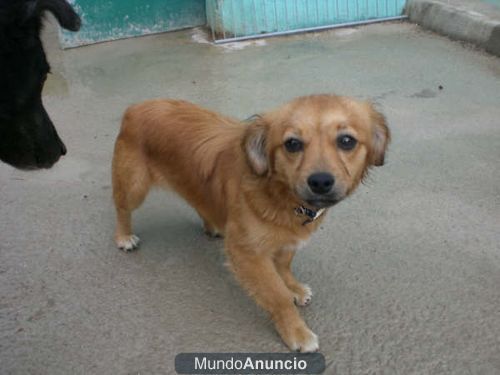 Cova busca familia adoptiva.