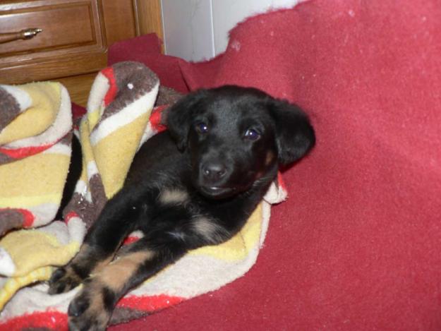 Cuca y Alba, dos cachorritas en busca de hogar