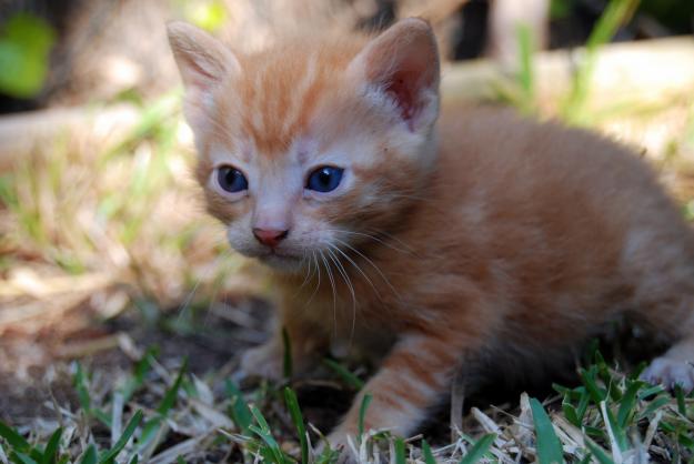 GATITOS EN ADOPCION  BUSCANDO UN HOGAR