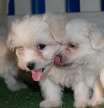 Los mejores cachorros de Bichon Maltes Buen Precio