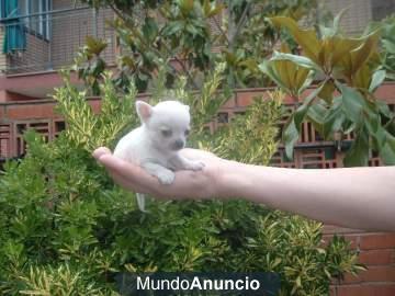 120€ año Nuevo  Chihuahua mini blanco muy guapo