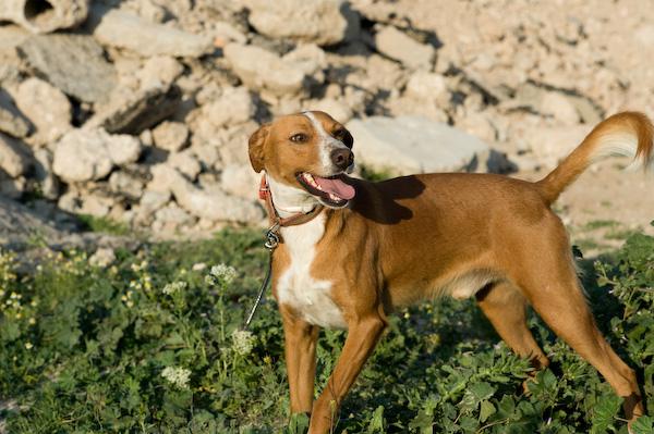 En adopción. BARTOLO, quiere encontrar una familia. GPAR