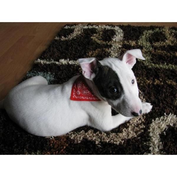 bull terrier cachorros para adoptar