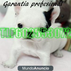 BULLDOG FRANCES 340€ TLF 602 553 072 SE PUEDE FINANCIAR