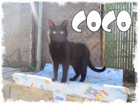 Coco, precioso gato panterita 2 añitos, ¿le das una oportunidad?