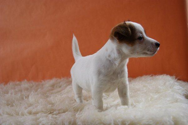 Especiales cachorritos de JACK RUSSELL cariñosos y de raza!