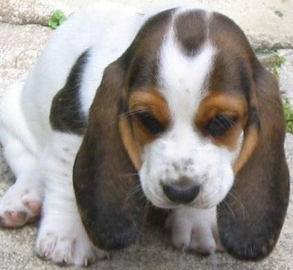 Fantastica camada de basset hound