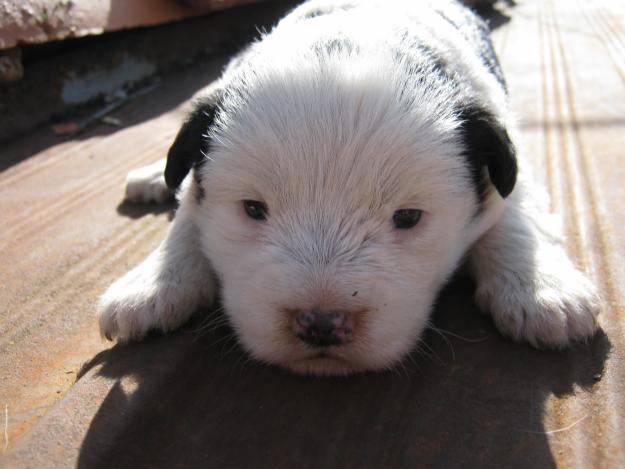 Regalo cachorrita sin raza, tamaño mediano.