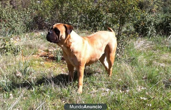 Adopto cachorro Bullmastiff