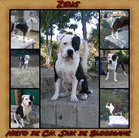 American Staffordshire por eleccion