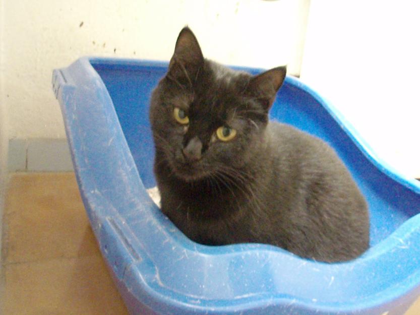 Blaky. Gata negra y tranquila en adopción. Alicante.