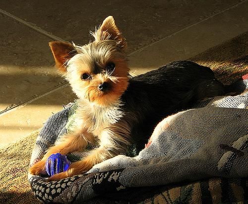 Cachorrito yorkshire terrier toy