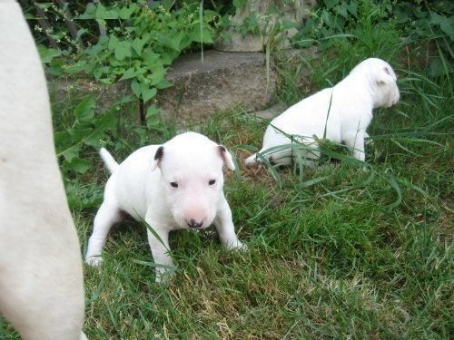 Cachorros de Bullterrier ¡Garantía de cinco años!  Oviedo - Asturias - Asturias