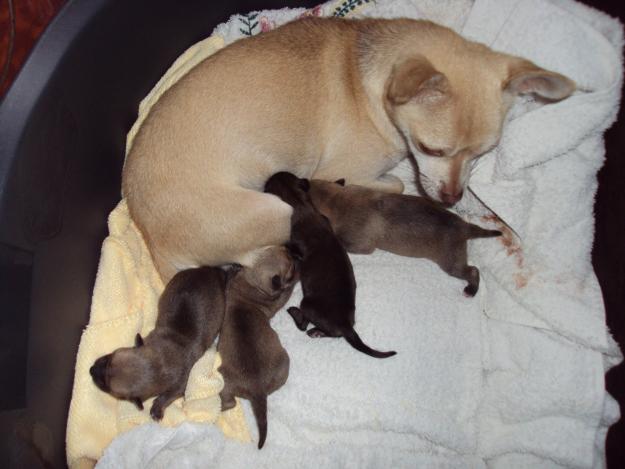 Cachorros de chihuahua