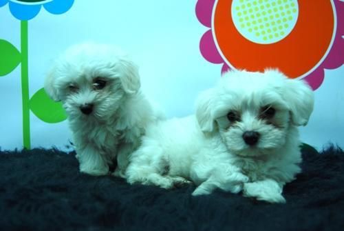 camada nueva de bichon maltes preciosos