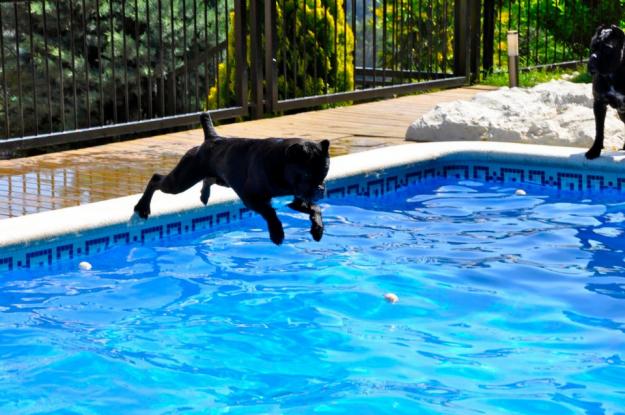 CANE CORSO TOP QUALITY