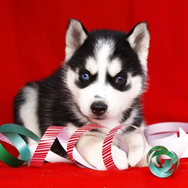 HUSKY SIBERIANO, CON DOS MESINOS