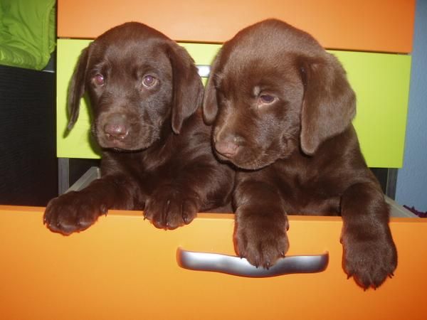 Impresionantes cachorros de Labrador Chocolate, economicos.