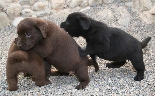 Labradores de Exposición