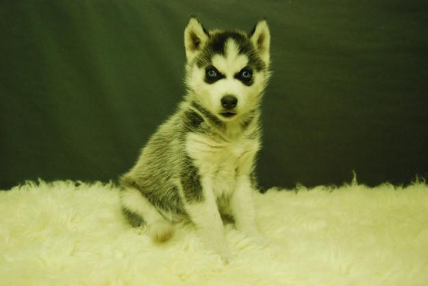 Para tu Hogar cACHORROS DE HUSKY SIBERIANOS OJOS AZULES