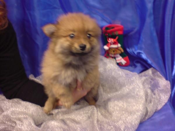 Pomerania Lulu, pequeños zorritos en venta