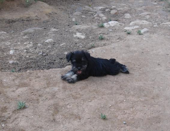 Schnauzer mini negro plata