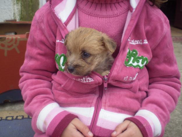 SE VENDEN CACHORROS DE PASTOR VASCO DE TALLA MEDIANA Y PEQUEÑA