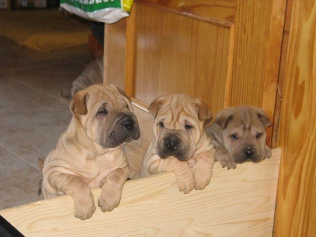 Shar Peis