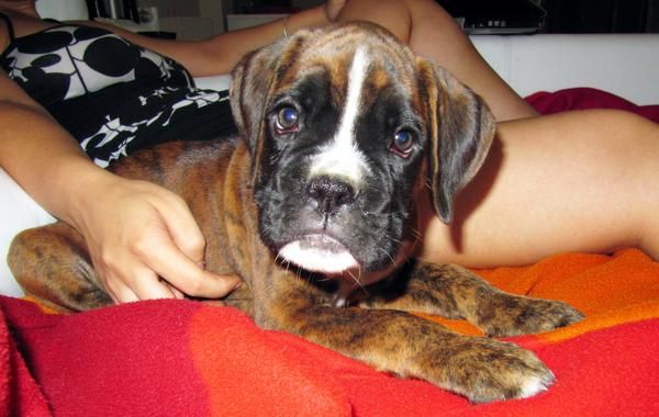 Ultimo cachorro de preciosa camada Boxer