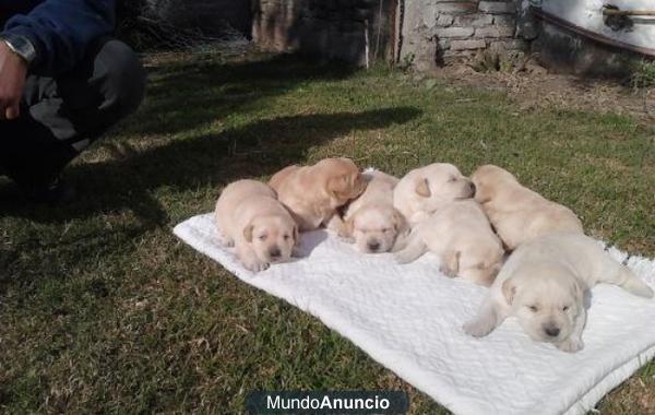 Vendo cachorros de labrador con mes y medio ,enseño los padres