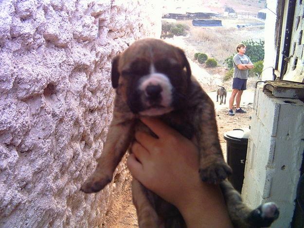 vendo precioso cachorro de american stafforshire bull terrier