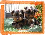 YORKSHIRE TERRIER STANDARD