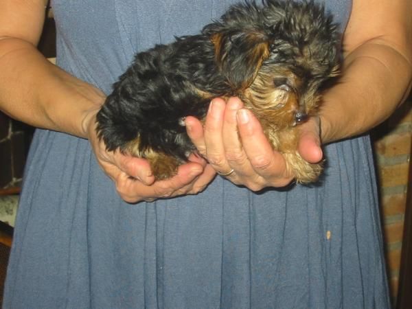 Yorkshire,toy y standard,cambio o vendo.Cachorros,pedigree.