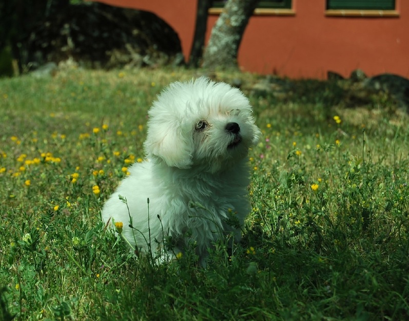 Bichón Maltés, cachorros de pura raza