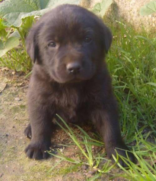 (SE URGE)VENDER CACHORRO DE LABRADOR