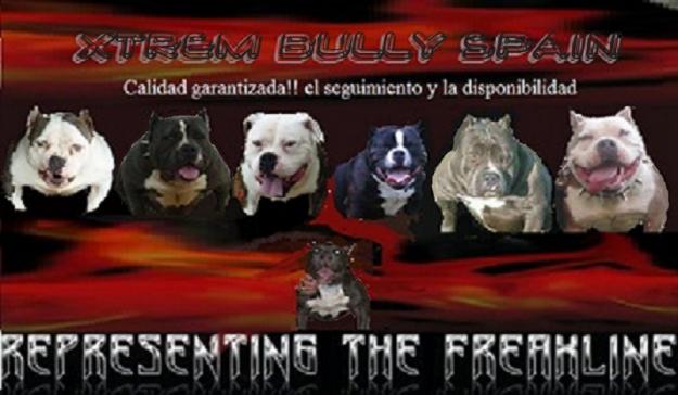 american bully , reserva ya!!!!!!!!!!!