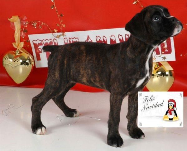 Boxer, magnificos cachorros