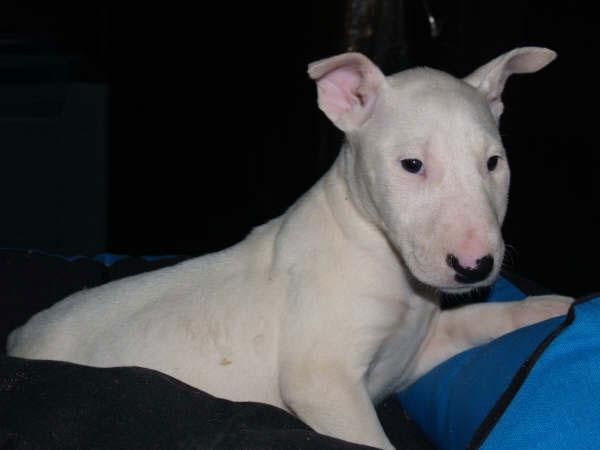 Bullterrier ¡Garantía Veterinaria de CINCO AÑOS