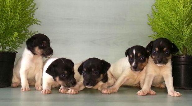 Cachorros de ratonero bodeguero