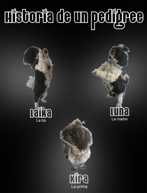 cachorros de shih tzu