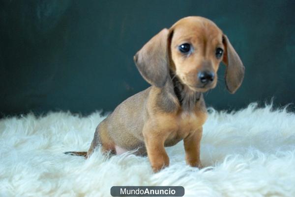 dIVERTIDOS CACHORRITOS DE TECKEL CON PEDIGRE