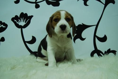 EN  www.animalflower.com   OFRECEMOS GARANTIAS SANITARIAS POR ESCRITO _ Beagle _ (ANIMALFLOWER)