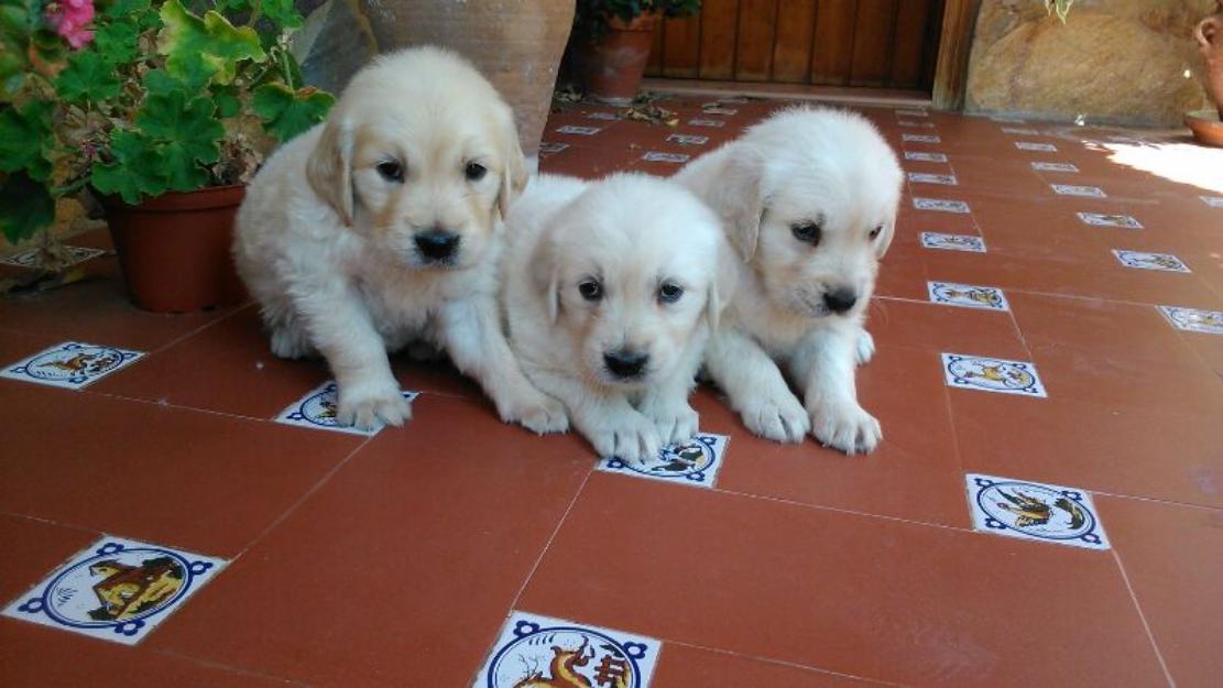 golden retriever pedigree