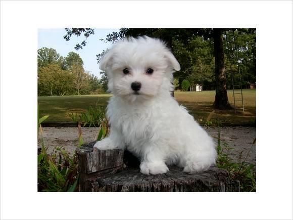 Maltese Cachorro Cartilla veterinaria