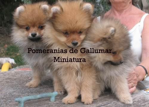 POMERANIA   MINIATURA