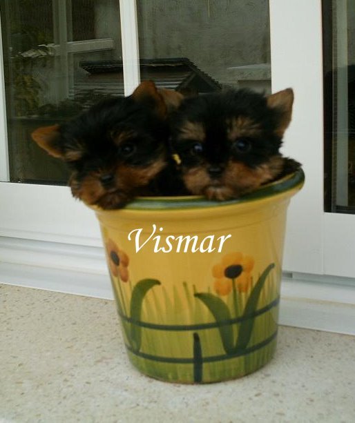 Preciosos cachorritos de Yorkshire